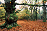Foto Herbstwald
