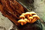 Foto Pilze