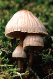 Foto Pilze