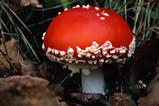 Foto Fliegenpilz