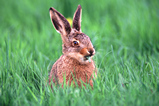 Foto Hase
