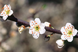 Foto Schlehenblüten