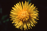 Foto Löwenzahn, Taraxacum
