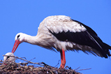 Foto Weißstorchennest