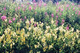 Foto Blumenwiese