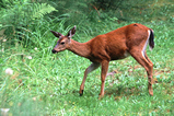 Foto Maultierhirsch