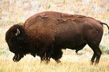 Foto Bison