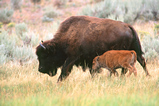 Foto Bison mit Kalb