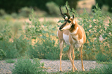 Foto Pronghorn