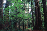 Foto Pazifischer Regenwald