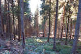 Foto Fichtenwald