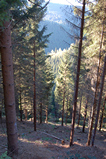 Foto Fichtenwald