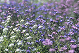 Foto Blumenwiese