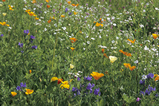 Foto Blumenwiese