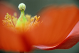 Foto Waldscheinmohn, Meconopsis cambrica