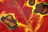 Foto Herbstblatt