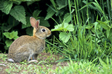 Foto Kaninchen