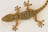 Foto Gecko