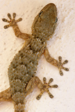 Foto Gecko