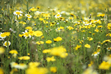 Foto Blumenwiese