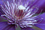 Foto Clematis-Blüte