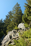 Foto Mittelgebirgswald