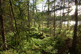 Foto Waldsonne