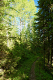 Foto Waldweg