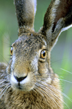 Foto Hase