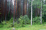 Foto Wald