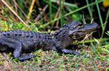 Foto Mississippi-Alligator