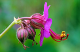 Foto Storchschnabel, Geranium macrorhizum