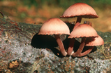Foto Großer Bluthelmling, Mycena haematopus