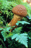 Foto Hallimasch, Armillaria ostoyae