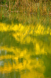 Foto Laubspiegelung im Wasser