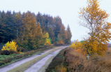 Foto Waldweg im Herbst