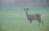 Foto Rehbock in Bast