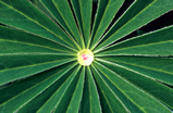 Foto Lupinenblatt mit Tautropfen