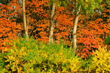 Foto Herbstfarben