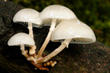 Foto Beringter Buchenschleimrübling, Oudemansiella mucida