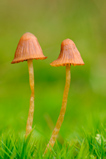 Foto Orangeroter Helmling, Mycena acicula