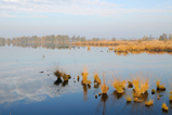 Foto Wiedervernässtes Moor im Herbst