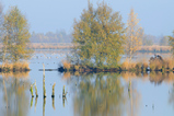 Foto Wiedervernässtes Moor im Herbst