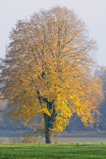 Foto Linde im Herbst