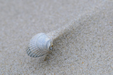 Foto Muschel am Strand