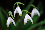 Foto Schneeglöckchen, Galanthus nivalis