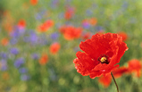 Foto Klatschmohn, Papaver rhoeas