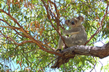 Foto Koala
