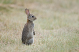 Foto Junges Wildkaninchen