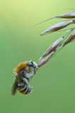 Foto Ackerhummel